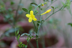 Jasminum humile